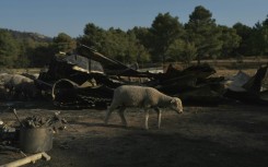 The blaze tore through 16,000 hectares of vegetation