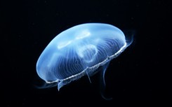 Site operator EDF said jellyfish-related shutdowns were 'quite rare' but not unheard of