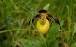 The Lady's Slipper orchid was one of the species helped by the conservaion project