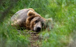 Some Russians mourn the loss of Alaska because 'it's where our bears live'