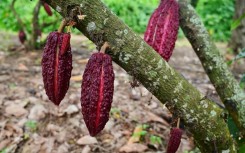 'We are currently exploring how to apply this innovation at a larger scale,' a Nestle researcher says