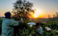 Farmers are only paid a tiny fraction of what the jasmine extract eventually sells for
