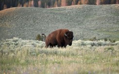 An American Bison, also called Buffalo, grazes in the Yellowstone National Park July 09, 2020