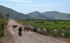 A man rides his motorbike on 'The Trail' near Kurupukari, in Guyana's Essequibo region