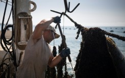 Bulgaria is the main mussel producer in the Black Sea