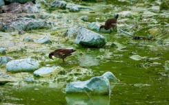 Birds feed on the shore of Lough Neagh covered in blue-green algae, in Northern Ireland