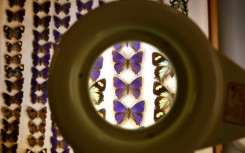 Scientists are still untangling the mess created by a decades-old butterfly heist