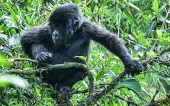 Around half of the babies will fall victims to vicious inter-family fights, experts say