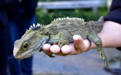 New Zealand's tuatara reptile, which bears some striking similarities to the lizard ancestor discovered in England