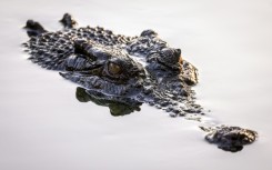 In a series of videos on his Instagram, Mike Holston, who goes by therealtarzann online, tussles with crocodiles