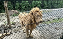 On Wednesday, a pack of lions mauled 58-year-old longtime zookeeper Jian Rangkarassamee to death when he stepped out of his vehicle