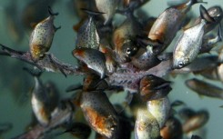 Pet owners rearing the four species have been asked to notify the authorities and hand them over so the fish can be confined to state-run aquariums