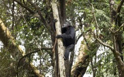 A chimp clings to a tree at a nature reserve in Sierra Leone in April 2025