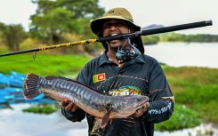 Invasive, predatory fish like the giant snakehead that are devastating native freshwater species in Sri Lanka