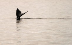 The North Atlantic right whale is among the species that are at-risk of extinction in Canada according to a new report from the World Wildlife Fund
