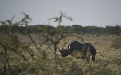 The Etosha National Park is home to 114 species, including the endangered black rhino