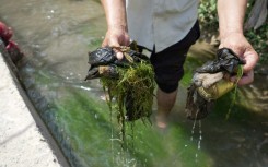 Tajik labourer Nematoullo Bassirov shows garbage he scooped from the stream running through his yard mountainous Central Asian country. "It contains all sorts of dirt," Bassirov tells AFP, as he cleans the small irrigation canal used by the entire village in the Balkh district.
