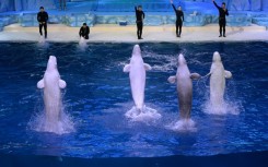 Beluga whales leap from the water during a performance at the aquarium inside the Chimelong Ocean Kingdom in 2014