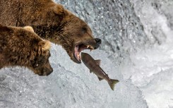 Brown bears in Alaska's Katmai National Park are - unwittingly - competing to be crowned chubbiest creature in the annual Fat Bear Week contest