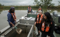 A Canadian government team assesses fish caught during a search for invasive carp in Ontario's Grand River