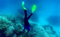 Coral reefs are highly sensitive to changing conditions in the oceans and global warming poses the greatest threat to these vibrant ecosystems.