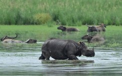 India's rhino population has almost tripled in the past four decades thanks to conservation and anti-poaching efforts, from 1,500 to more than 4,000 today