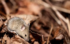 Covid-19 infection causes changes to sperm in mice that may increase anxiety in their offspring, according to Australian researchers