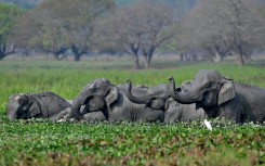 India is home to the majority of the world's remaining wild Asian elephants, like this herd bathing in Assam