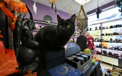 Animal welfare groups warn that black cats can be killed or used as props for Halloween rituals