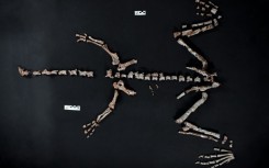 The almost complete skeleton of the small long-necked reptile, named "Huayracursor Jaguensis," has been found in Argentina.