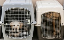 Dogs rest inside a pet cage in a makeshift training centre at the airport in Kabul