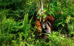 Borneo island is home to orangutans, long-nosed monkeys, clouded leopards, pig-tailed macaques, flying fox-bats and the smallest rhinos on the planet
