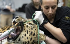 The vets took sperm from Baruto, an Amur leopard, to inseminate Khala