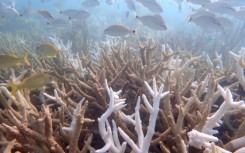 This handout picture provided by Shedd Aquarium shows a dying thicket of Acropora cervicornis (staghorn coral) in Dry Tortugas National Park, Florida, on 11 September, 2023, with some branches completely bleached and others having already died