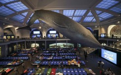 Children and caregivers sleep under a giant model of a blue whale at the American Museum of Natural History