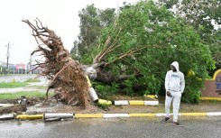 A man looks at a fallen tree in St. Catherine, Jamaica, shortly before Hurricane Melissa made landfall on October 28, 2025