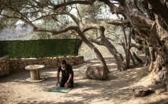 The oil extracted from this tree seels at a far higher price than that from other regular olive trees