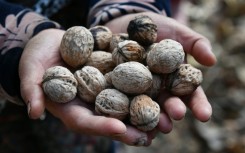 The forest outside Arslanbob in the Kyrgyz mountains is the world's biggest wild walnut grove