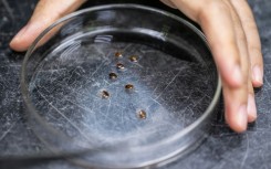 The tiny critters that love to lurk in mattresses and pillows can help pinpoint suspects at crime scenes