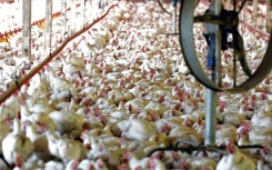 Brazil said in June it was free of bird flu and would resume exports