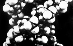 Photo of the double-helical structure of a section of DNA, discovered by James Watson, Francis Crick and Maurice Wilkins, who announced their discovery in the journal Nature, 25 April 1953