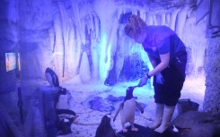 Une soigneuse nourrit des manchots à l'aquarium Sea Life de Londres, le 17 mai 2021