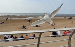 The researchers tried three different recordings on the squawking menaces