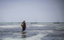 Sponges also help restore marine ecosystems
