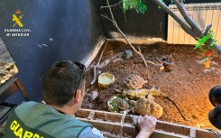 Police said most of the animals lacked documentation and came from 'irregular transfers'