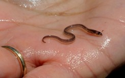 Demand for the worm-like creatures with dots for eyes comes largely from Asia and is filling the coffers of the criminal organizations terrorizing Haiti