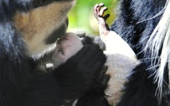 Kissing appears to carry high risks such as disease transmission while having no obvious reproductive or survival advantages