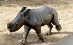 The calf will be named through a public vote from a list of options proposed by the caretakers