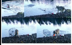 The wolf dragged a green crab trap from the water to the shore to eat its bait in the Heiltsuk Indigenous territory of Canada