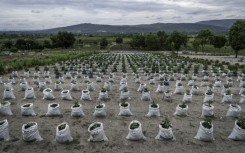 Because soil quality around the Congolese capital, Kinshasa, is relatively poor, farmers place plants in bags with a more nourishing mixture -- part of efforts to feed a country where millions face hunger